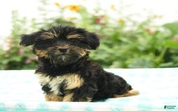 Morkie dogs for sale: Blossom - Image 2