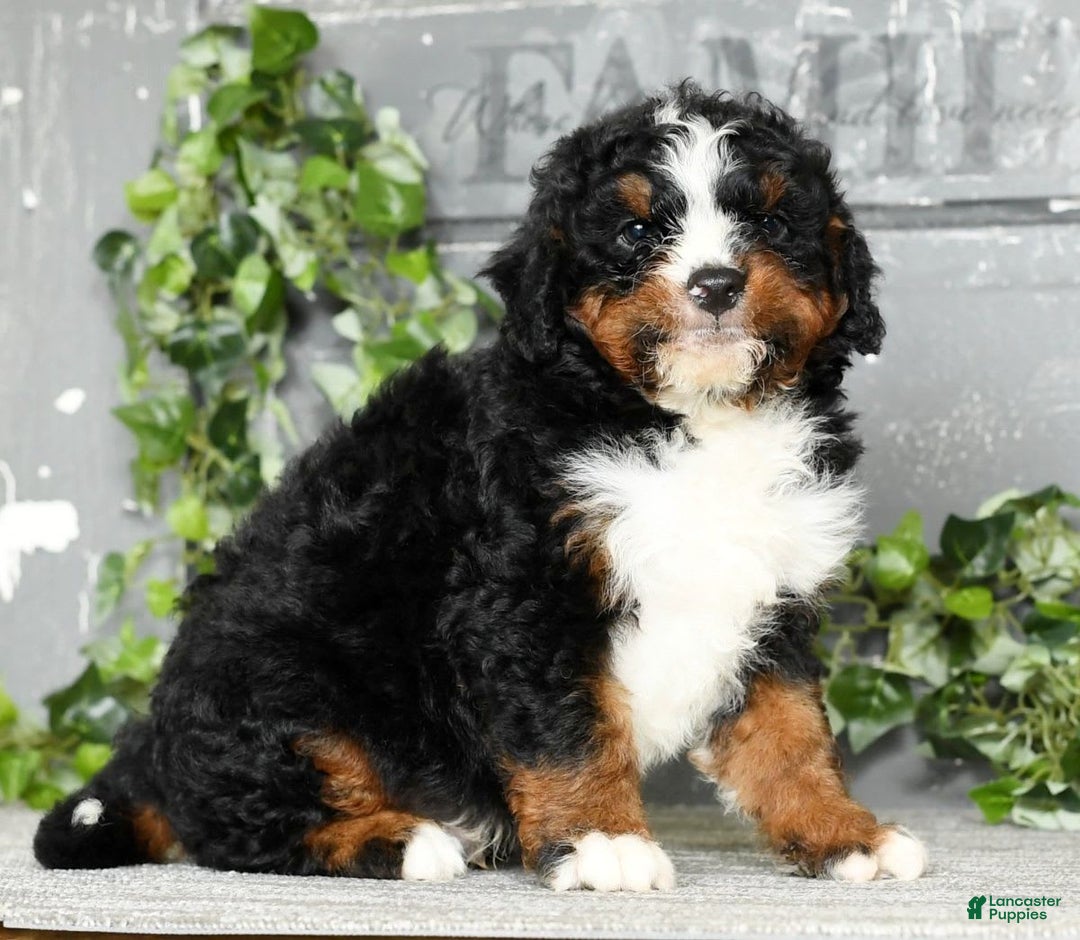 Mini Bernedoodle dogs for sale: Tatum - Image 5