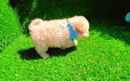 Maltipoo dogs for sale: Angel - Image 11