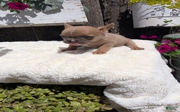 French Bulldog dogs for sale: Tessa - Image 9
