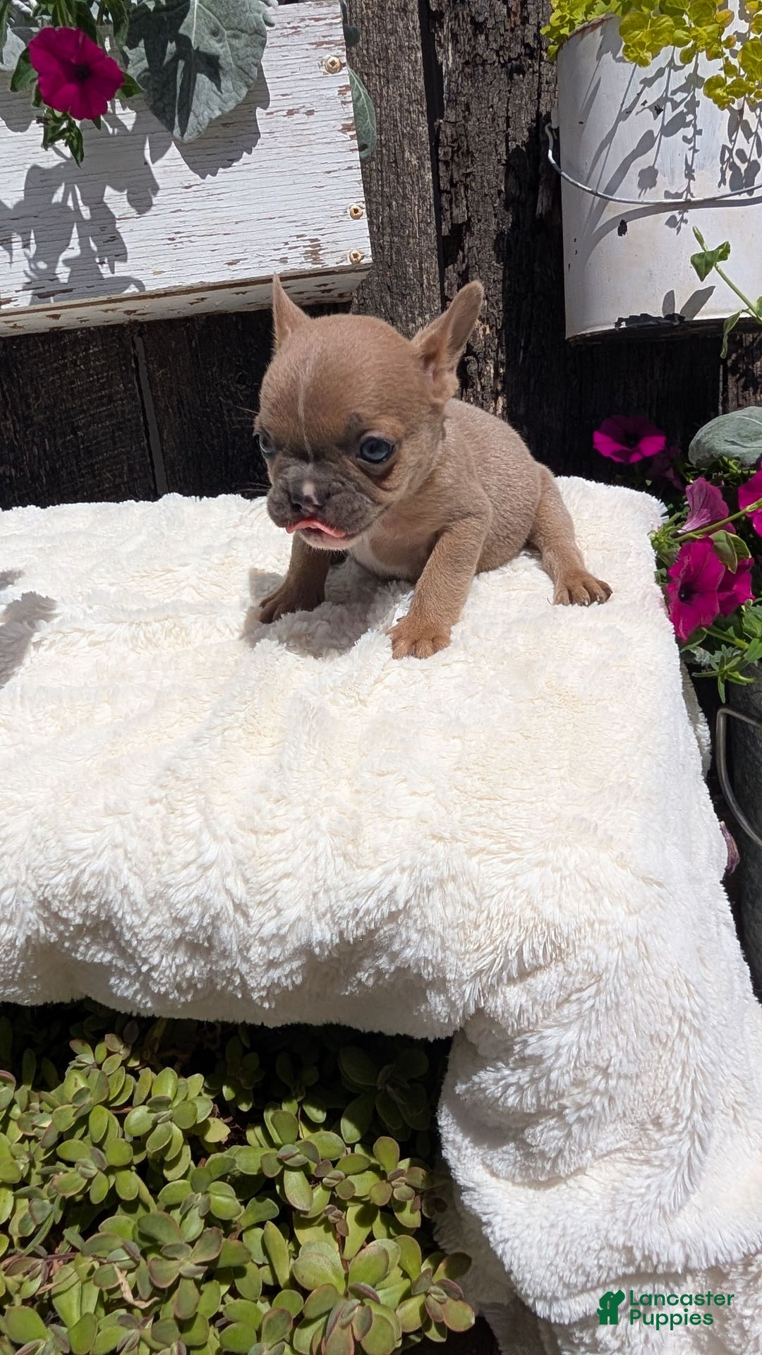 French Bulldog dogs for sale: Tessa - Image 9