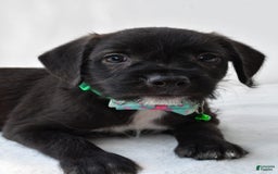 Boston Terrier dogs for sale: Marty - Image 2