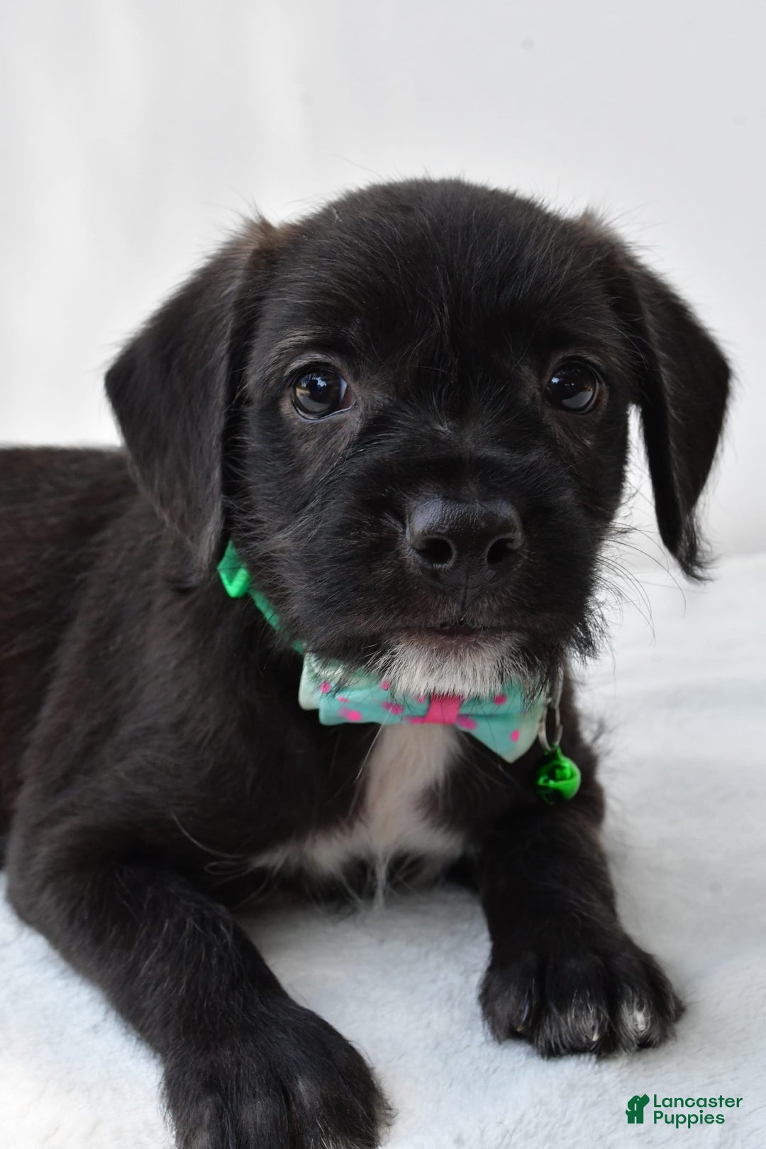 Boston Terrier dogs for sale: Marty - Image 2