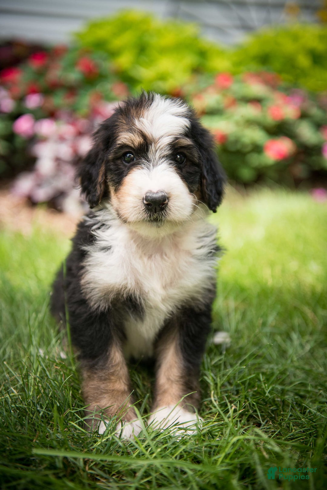 Bernedoodle dogs for sale: Bubbles - Image 3