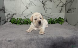 Mini Hippo dogs for sale: Cody - Image 4