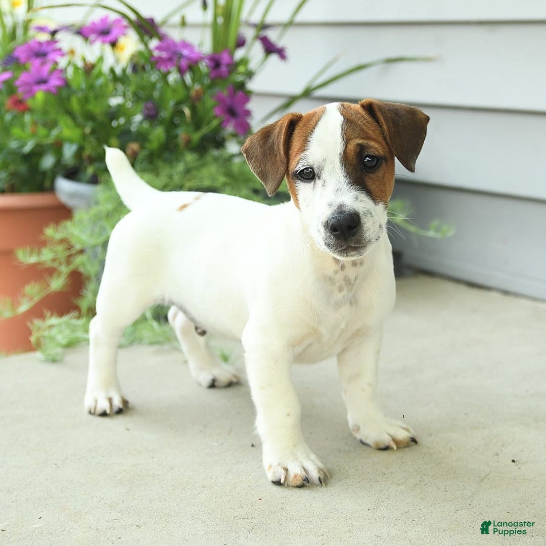 Jack Russell Terrier dogs for sale: Joey - Image 5