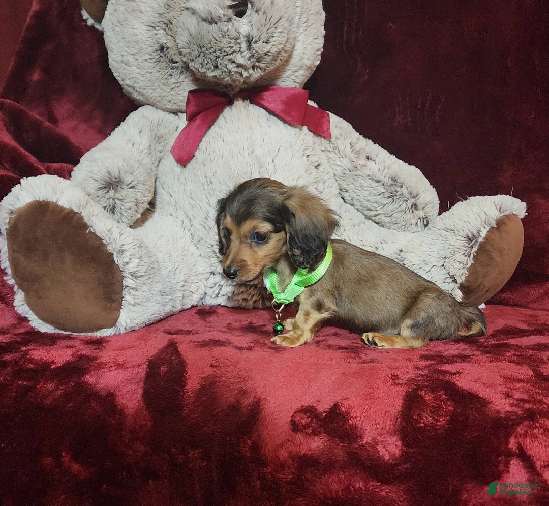 Miniature Dachshund dogs for sale: Wylie - Image 6