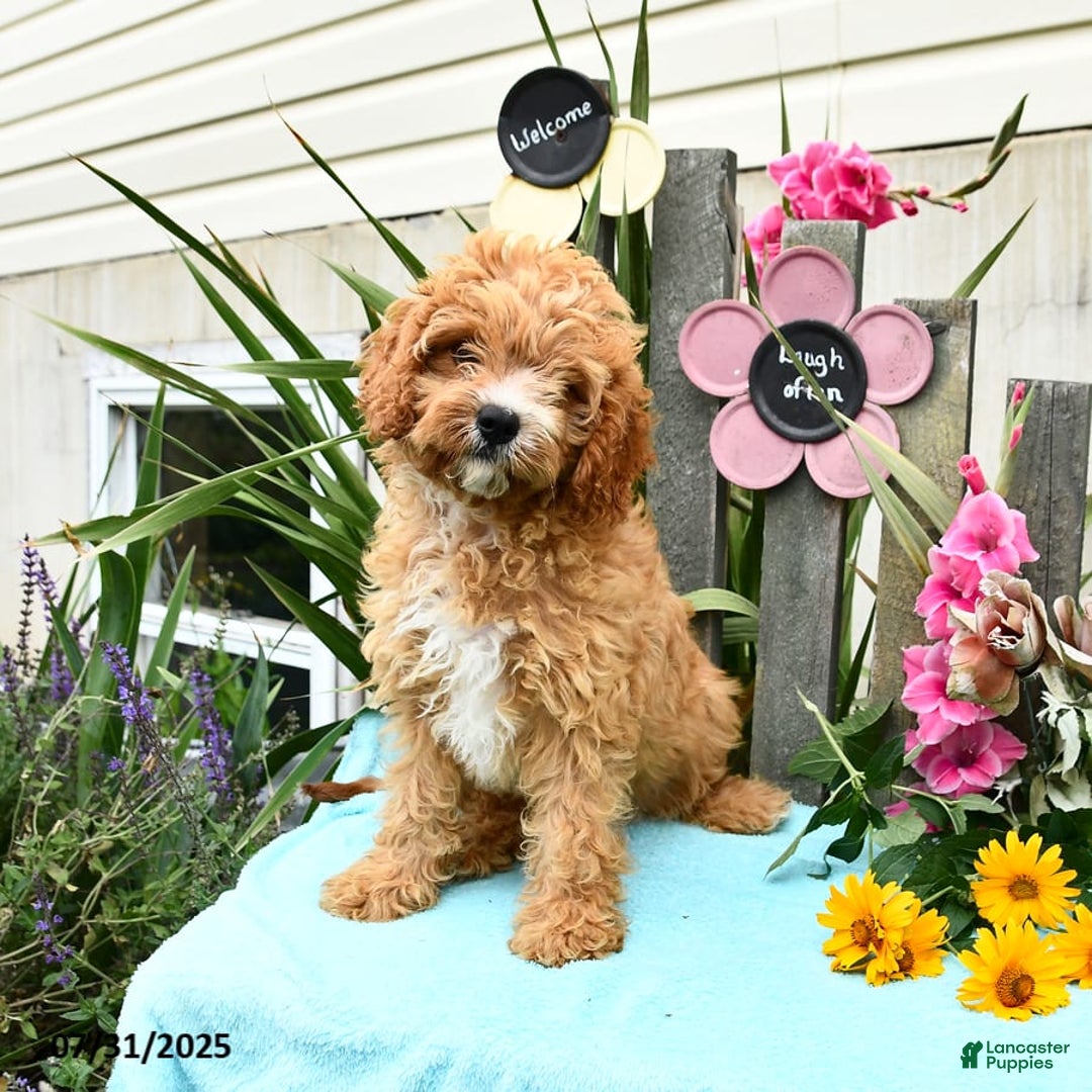 Cavapoo dogs for sale: Cuddles - Image 10