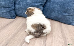 Mini Bernedoodle dogs for sale: Mini Bernedoodle 3 puppies - Image 4