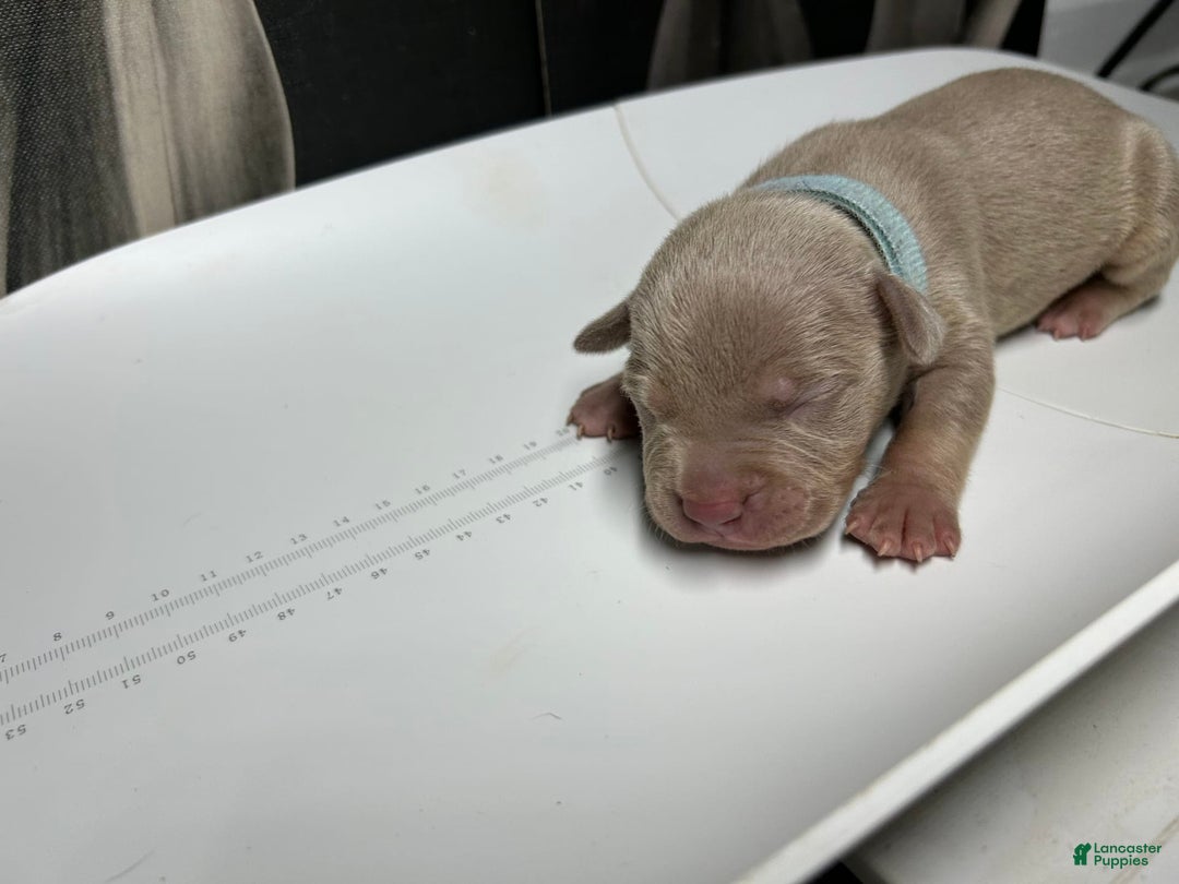 American Bully dogs for sale: Smurf - Image 4