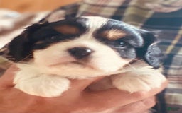 Cavalier King Charles Spaniel dogs for sale: Tri - Image 8