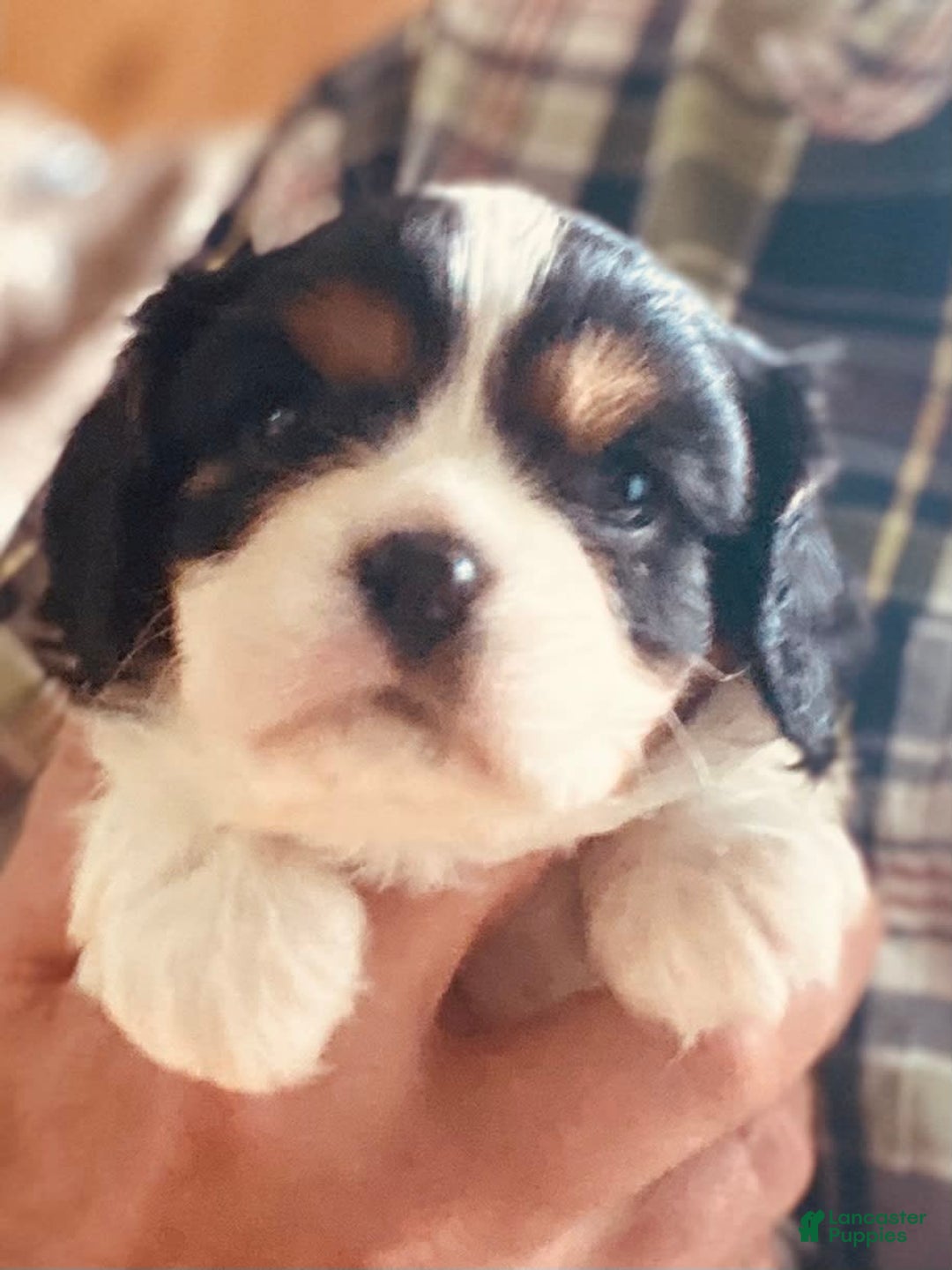 Cavalier King Charles Spaniel dogs for sale: Tri - Image 8