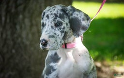 Great Dane dogs for sale: Jamaica - Image 26