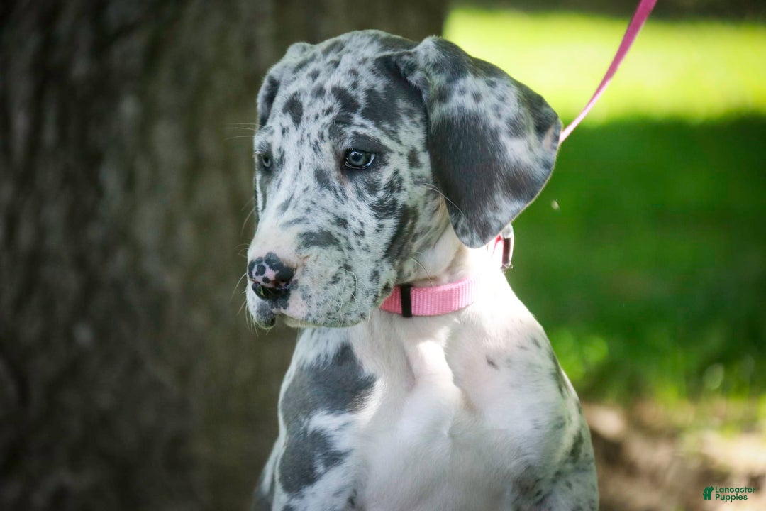 Great Dane dogs for sale: Jamaica - Image 26