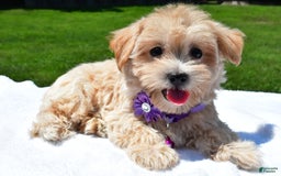 Maltipoo dogs for sale: Kori - Image 2