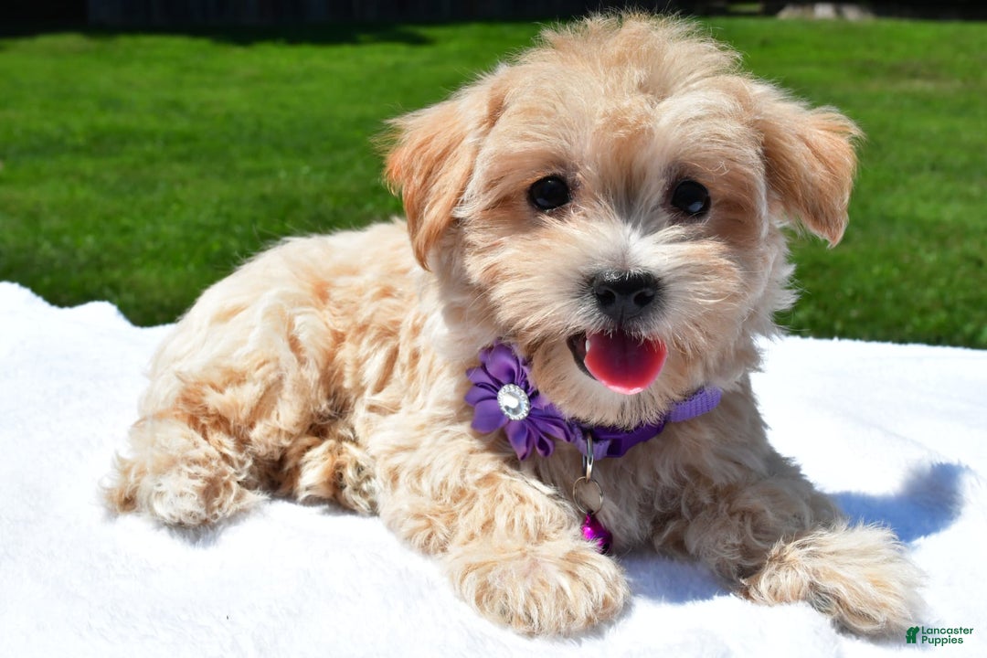 Maltipoo dogs for sale: Kori - Image 2