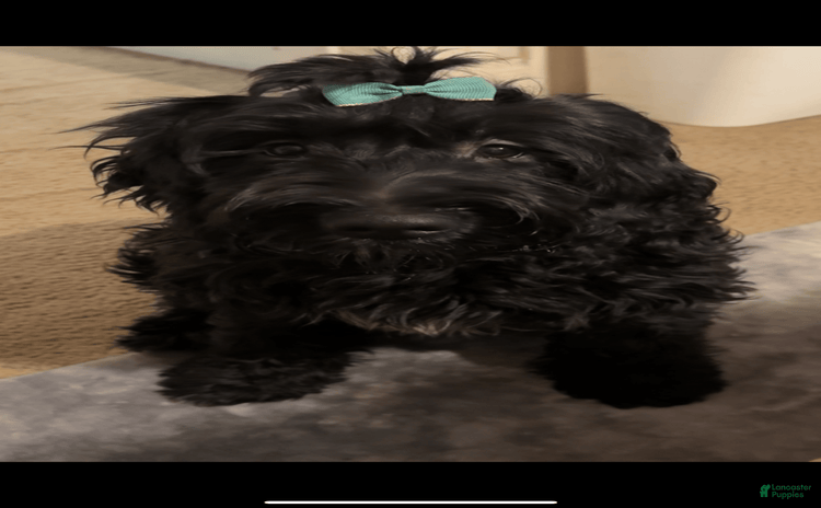 Goldendoodle dogs for sale - Ad 1