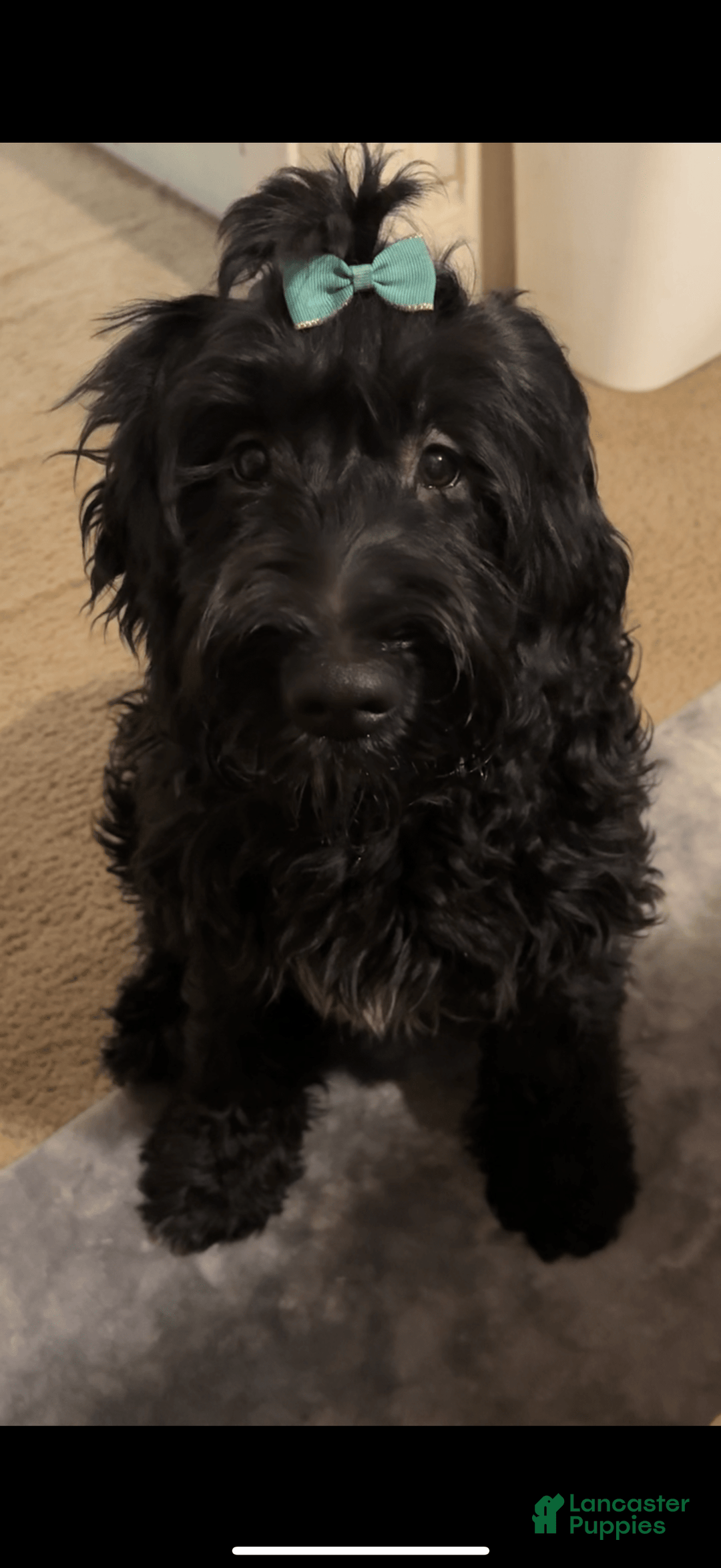 Goldendoodle dogs for sale: Pumpkin/menance - Image 1
