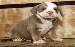 Beabull dogs for sale: Finn - Image 8