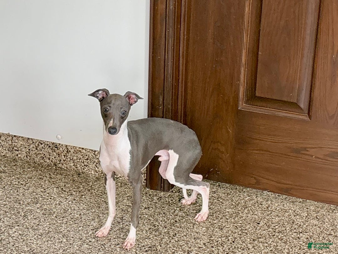 Italian Greyhound dogs for sale: Clayton - Image 5