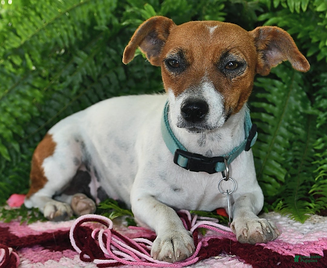 Jack Russell Terrier dogs for sale: Addie - Image 7
