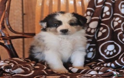 Miniature Australian Shepherd dogs for sale: Tucker - Image 3