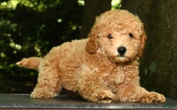 Mini Goldendoodle dogs for sale: Lulu - Image 4