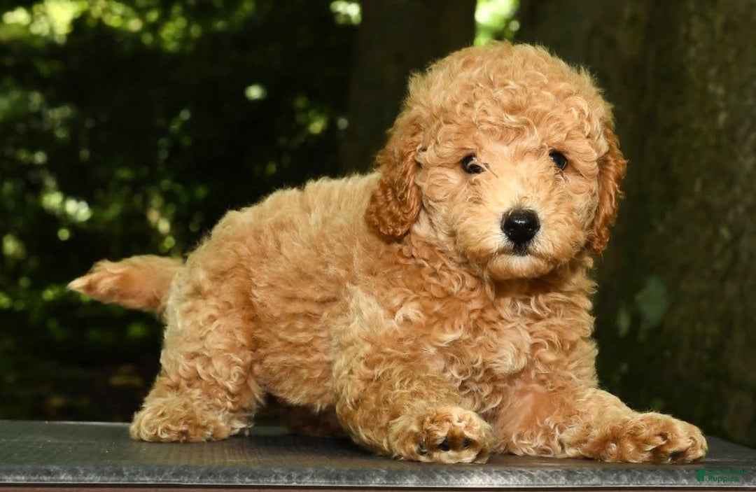 Mini Goldendoodle dogs for sale: Lulu - Image 4
