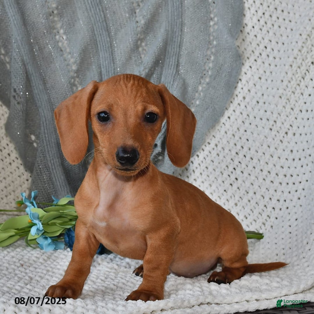 Miniature Dachshund dogs for sale: Miniature Dachshund 6 puppies - Image 16