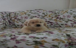 Golden Retriever dogs for sale: Hershey - Image 31