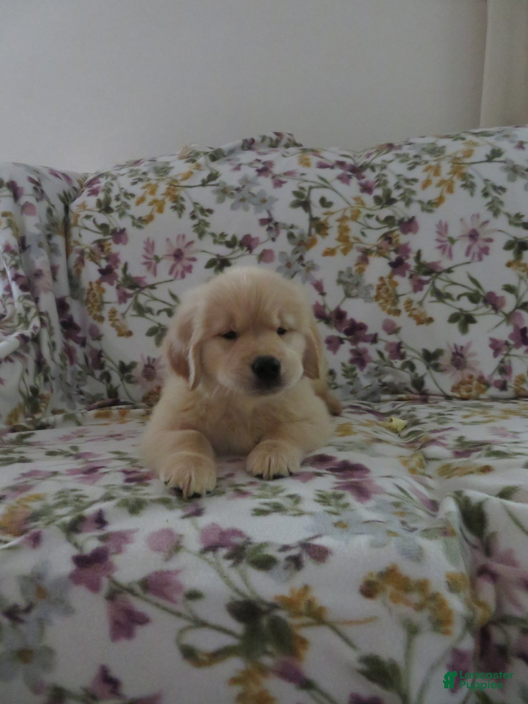 Golden Retriever dogs for sale: Hershey - Image 31
