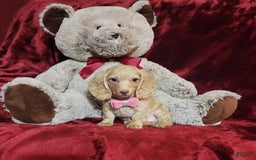 Miniature Dachshund dogs for sale: RAYA - Image 1