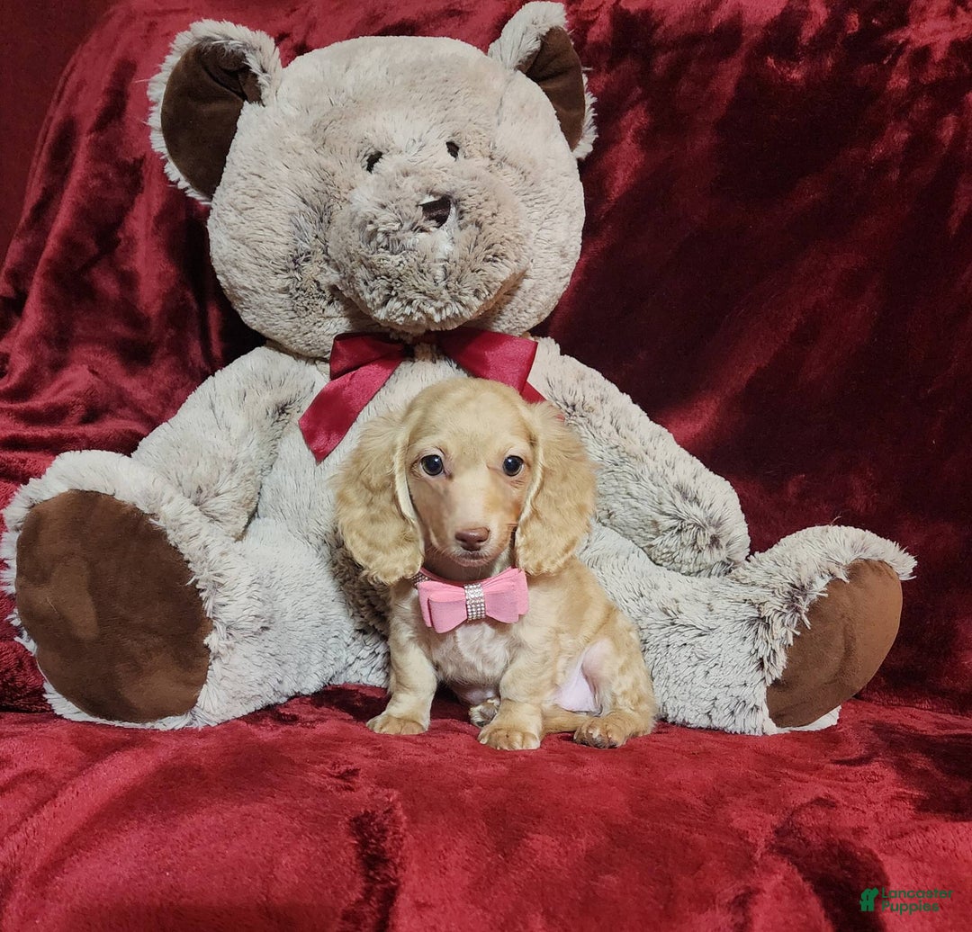 Miniature Dachshund dogs for sale: RAYA - Image 1