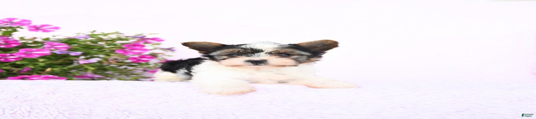Gus