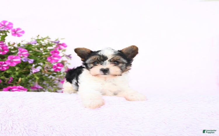 Yorkshire Terrier dogs for sale - Ad 1