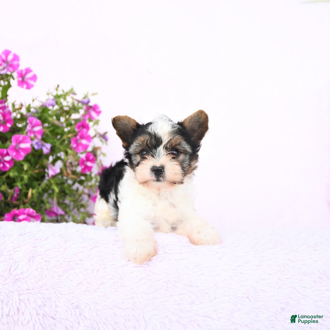 Yorkshire Terrier dogs for sale: Gus - Image 1