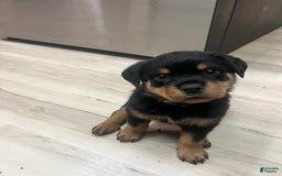 Rottweiler dogs for sale: Roxy - Image 1