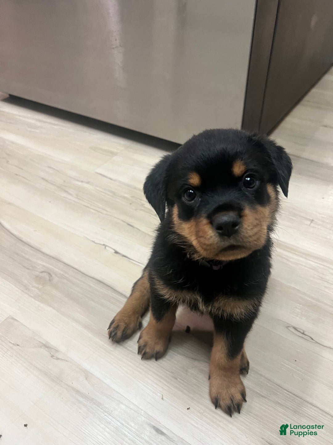 Rottweiler dogs for sale: Roxy - Image 1
