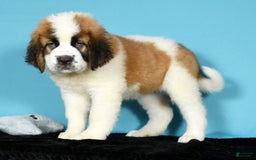Saint Bernard dogs for sale: Luna - Image 2