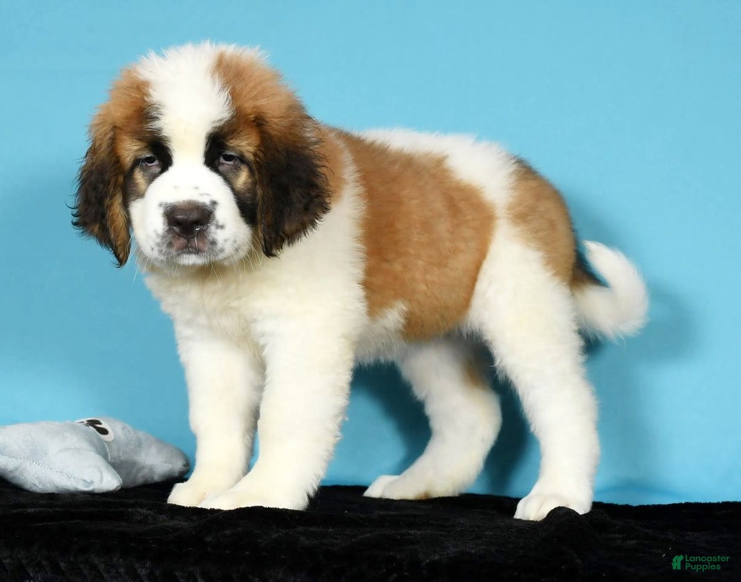 Saint Bernard dogs for sale: Luna - Image 2