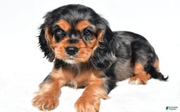 Cockalier dogs for sale: Vada - Image 1