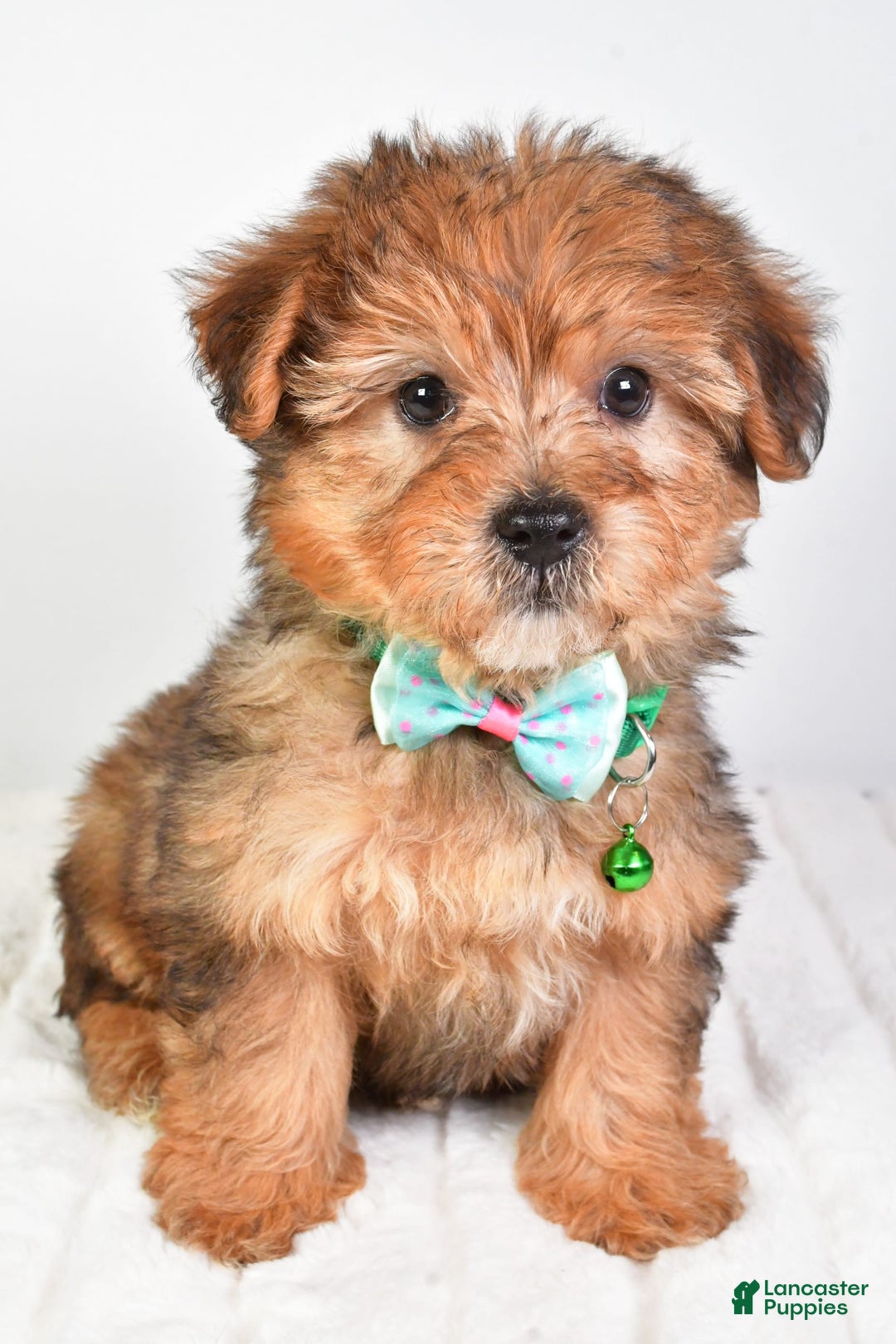 Yorkiepoo dogs for sale: Piper - Image 7