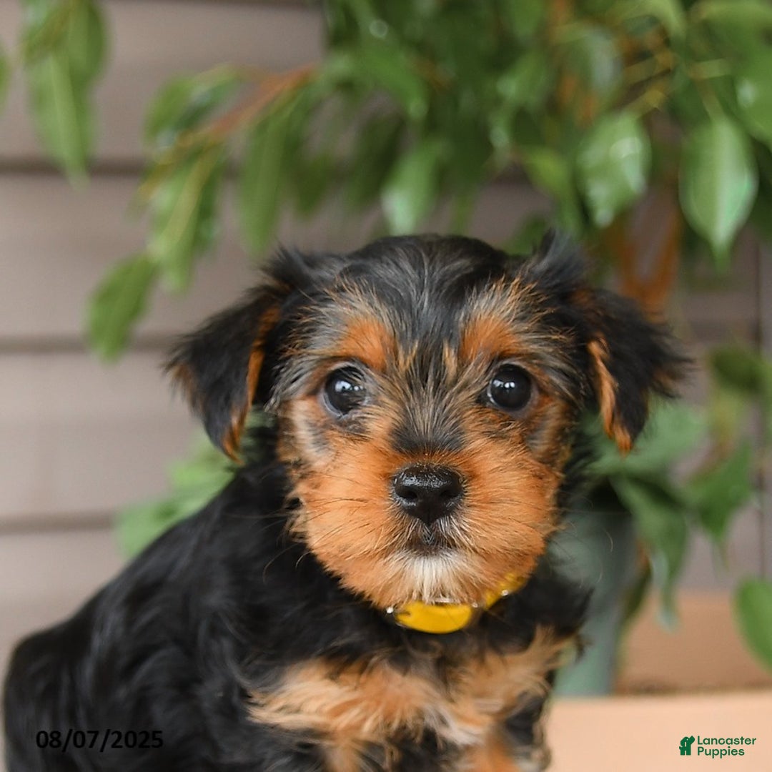 Yorkshire Terrier dogs for sale: Honey - Image 4