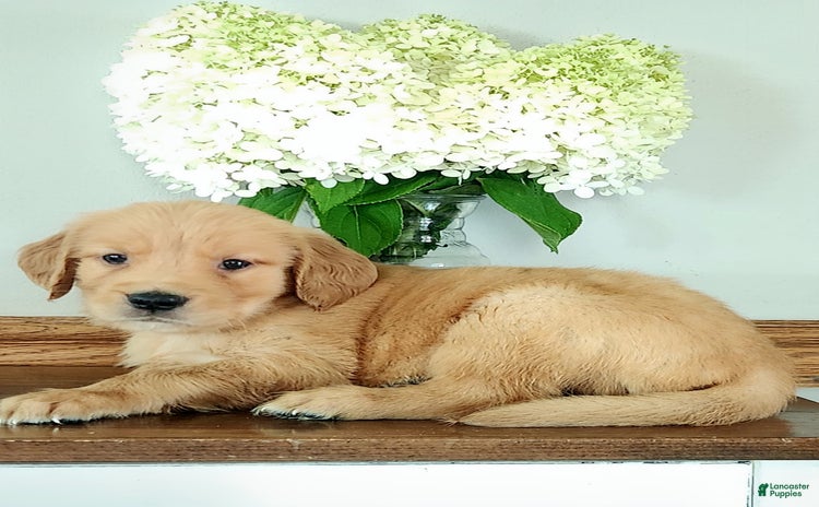 Golden Retriever dogs for sale - Ad 5