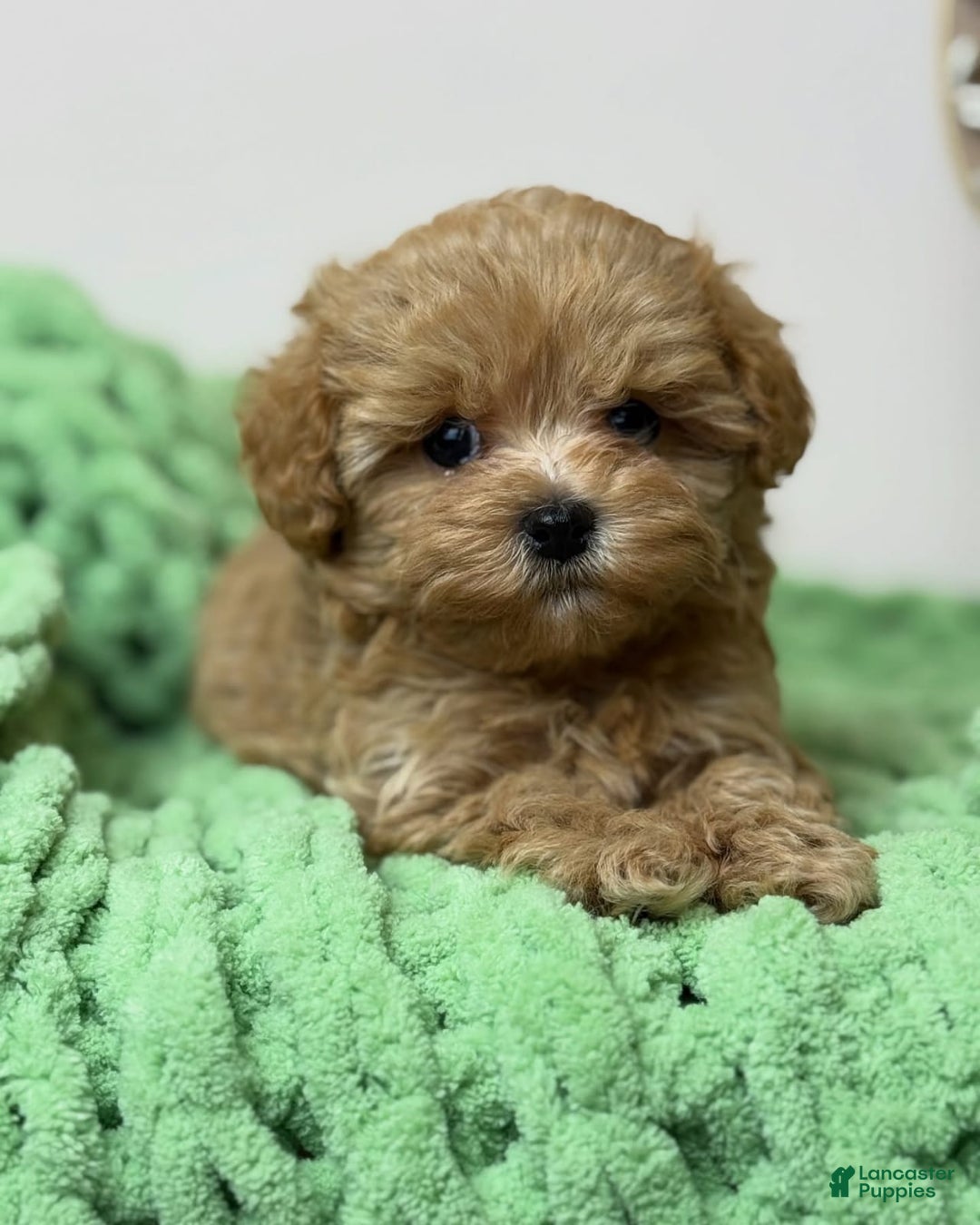 Maltipoo dogs for sale: Zani - Image 6