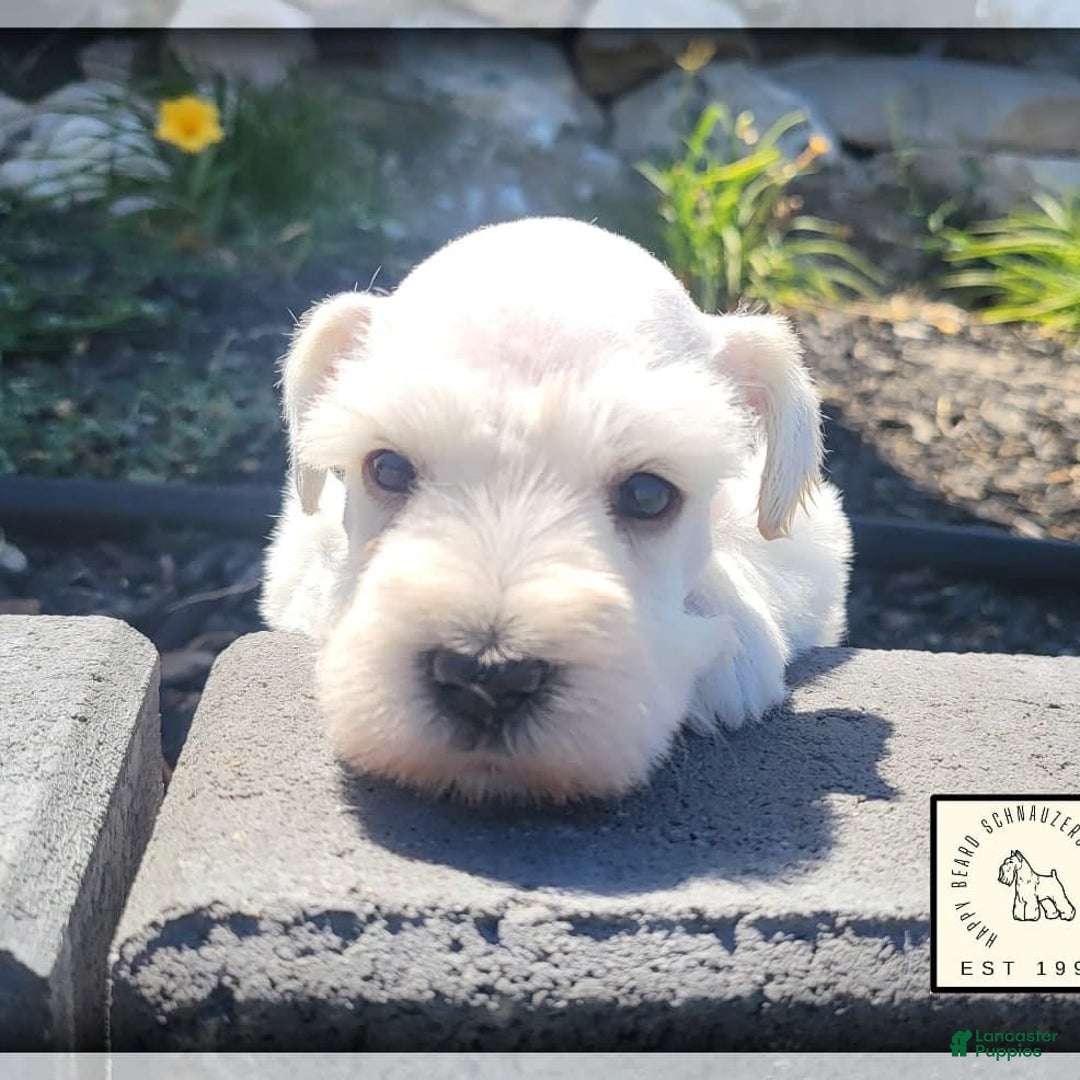 Miniature Schnauzer dogs for sale: Herbert - Image 7
