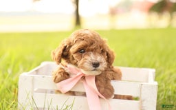 Toy Poodle dogs for sale: Skittles - Image 6