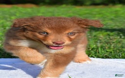 Australian Shepherd dogs for sale: Bo - Image 3
