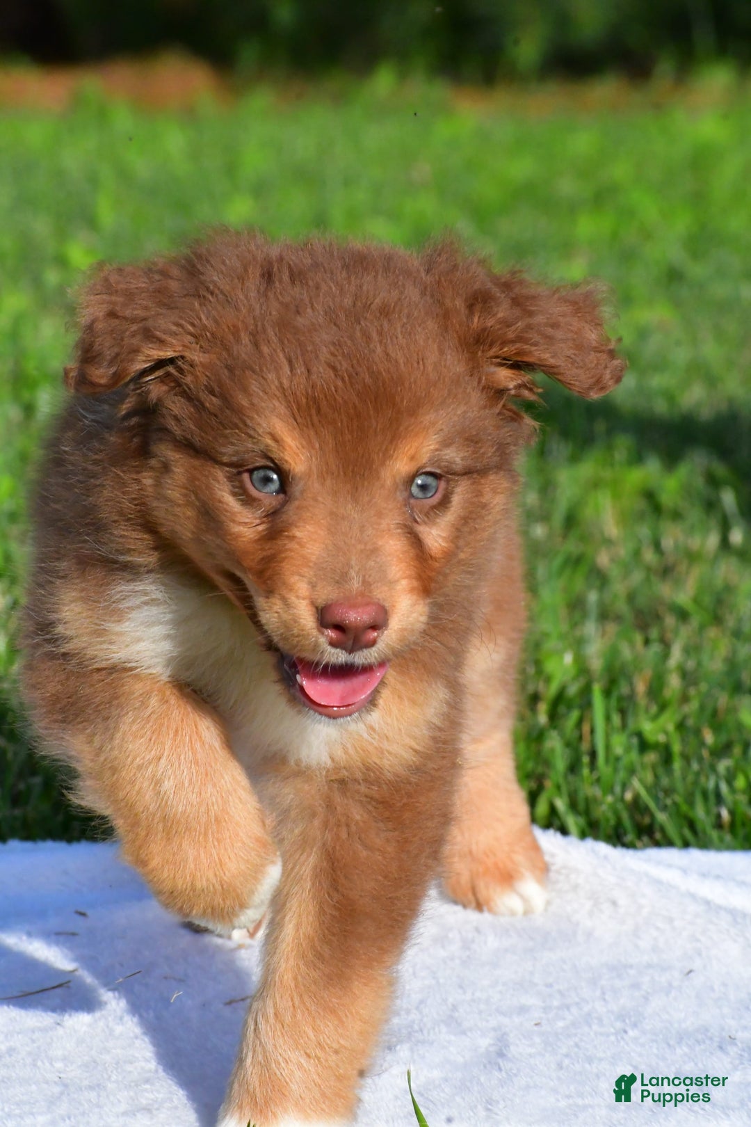 Australian Shepherd dogs for sale: Bo - Image 3