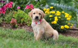 Golden Retriever dogs for sale: Miley - Image 5